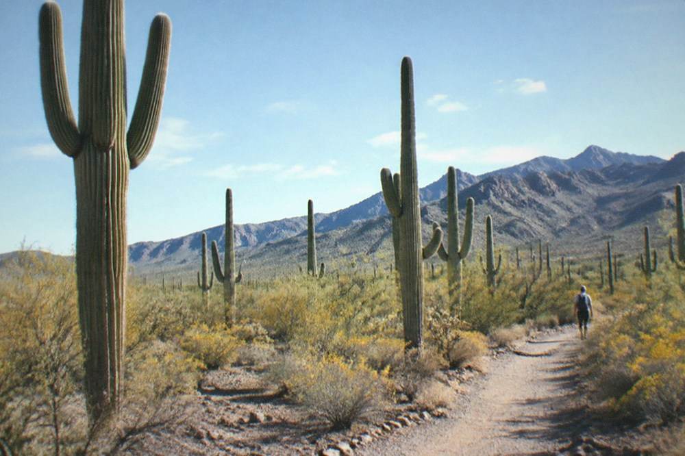 Tall saguaro cactuses standing across a desert plain with mountains behind