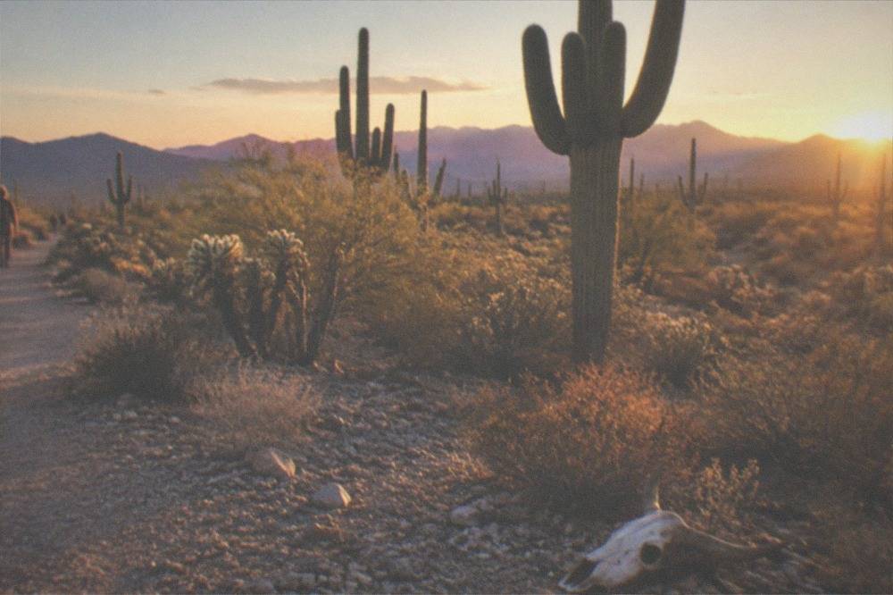 An open desert plain with saguaro cactes and distant purple mountains at golden hour