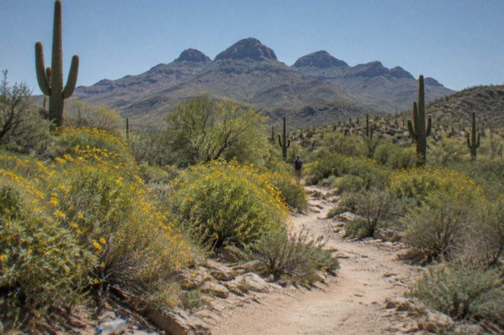 A trail winding through Sonoran Desert scrub with distant rocky peaks under a wide sky