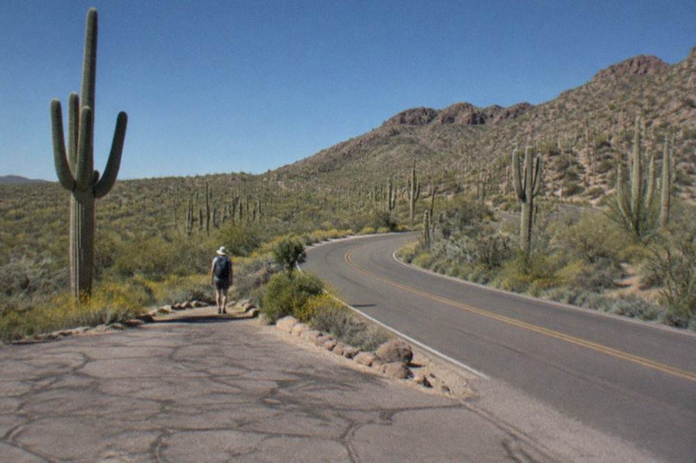 A paved scenic drive curving through dense saguaro cactuses under a blue sky