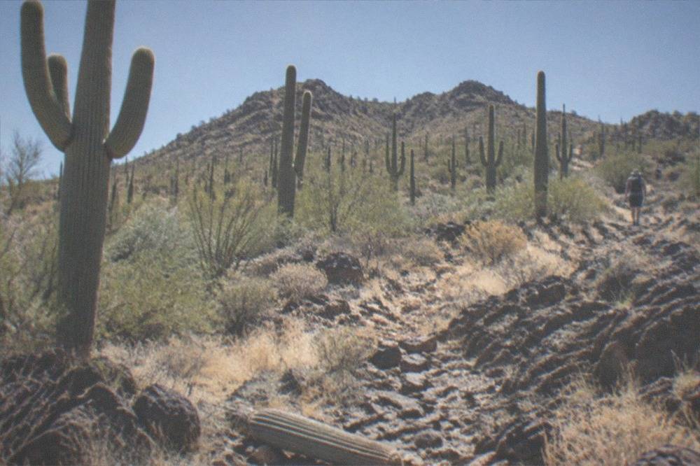Rows of tall saguaro cacti on a rocky slope inside a national park