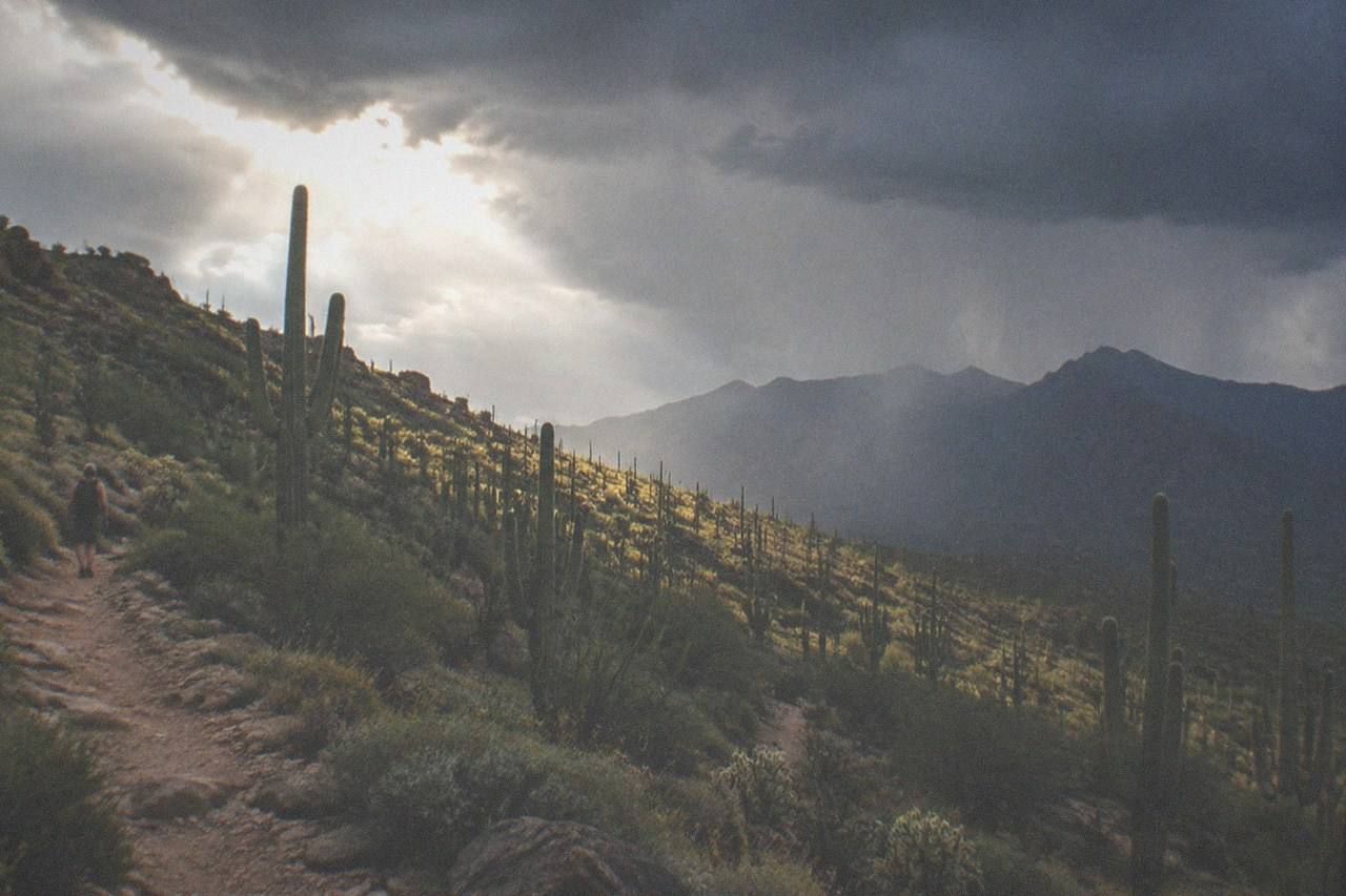 Tall saguaro cacti stand across a rocky hillside near Tucson, distant ridgelines stacked under a wide sky.